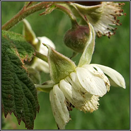 Raspberry, Rubus idaeus, S� craobh