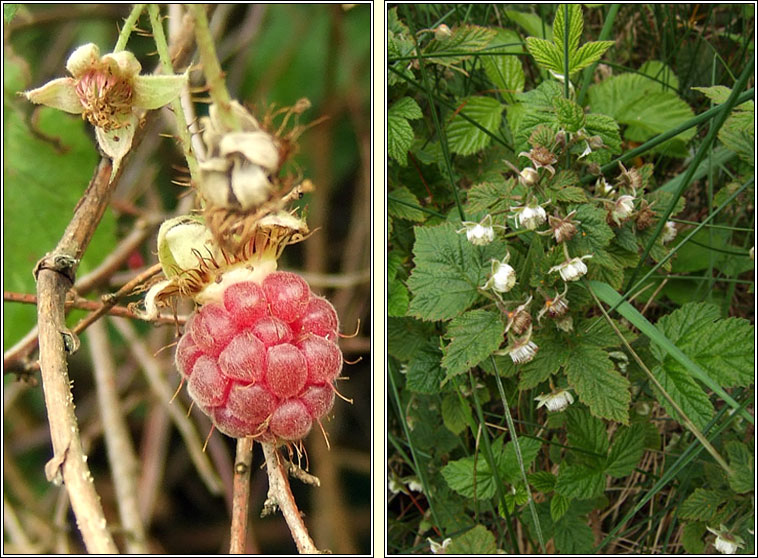 Raspberry, Rubus idaeus, S� craobh