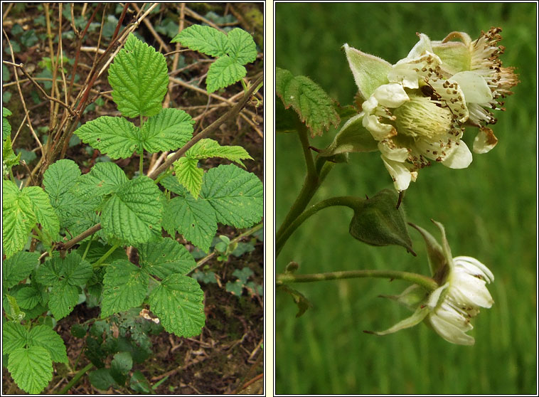 Raspberry, Rubus idaeus, S� craobh