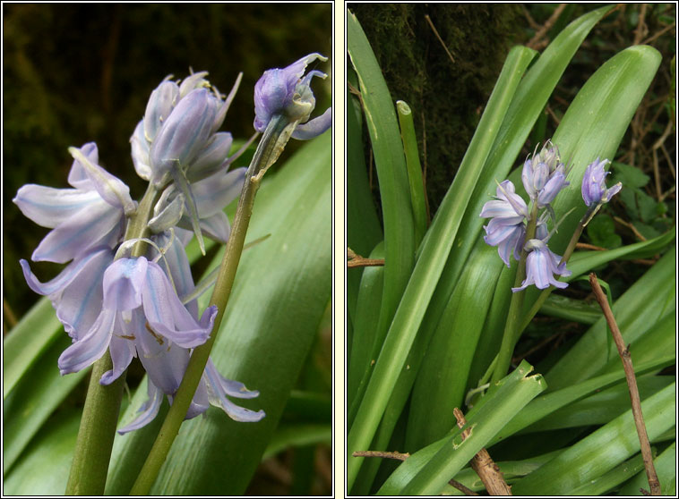 Hybrid Bluebell, Hyacinthoides x massartiana