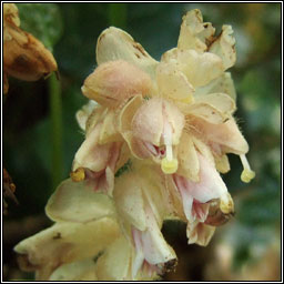 Toothwort, Lathraea squamaria, Sl�n� fiacal