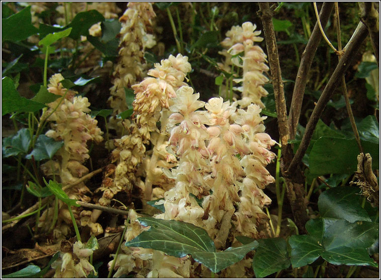 Toothwort, Lathraea squamaria, Sl�n� fiacal