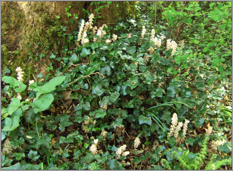 Toothwort, Lathraea squamaria, Sl�n� fiacal