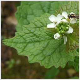 Garlic Mustard, Alliaria petiolata, B�choinneal