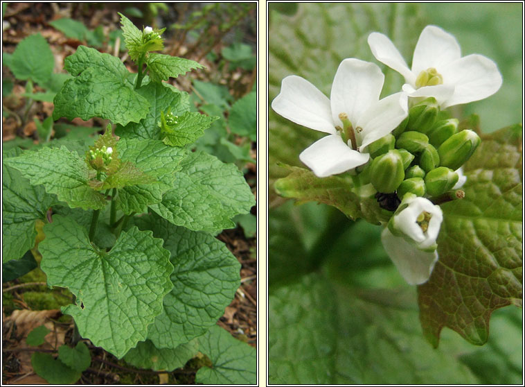 Garlic Mustard, Alliaria petiolata, B�choinneal