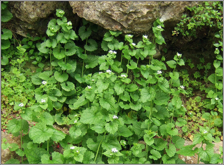 Garlic Mustard, Alliaria petiolata, B�choinneal