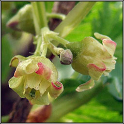 Blackcurrant, Ribes nigrum, Cuir�n dubh