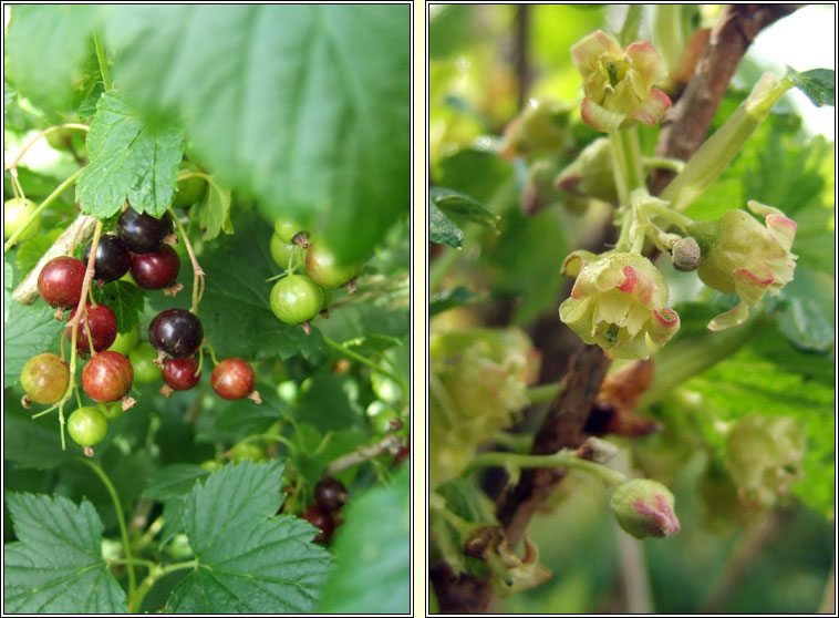 Blackcurrant, Ribes nigrum, Cuir�n dubh