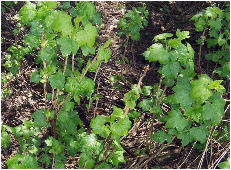 Blackcurrant, Ribes nigrum, Cuir�n dubh
