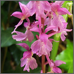 Early Purple Orchid, Orchis mascula, Magairl�n meidhreach