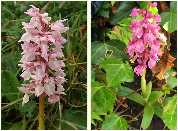 Early Purple Orchid, Orchis mascula, Magairl�n meidhreach