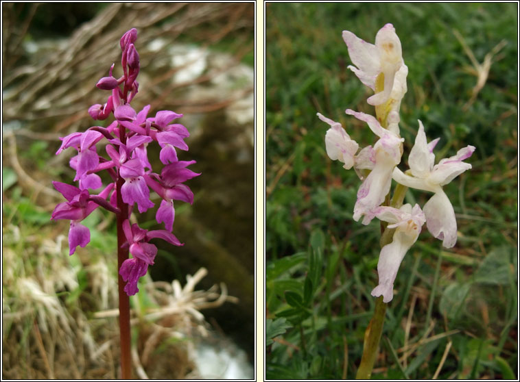 Early Purple Orchid, Orchis mascula, Magairl�n meidhreach