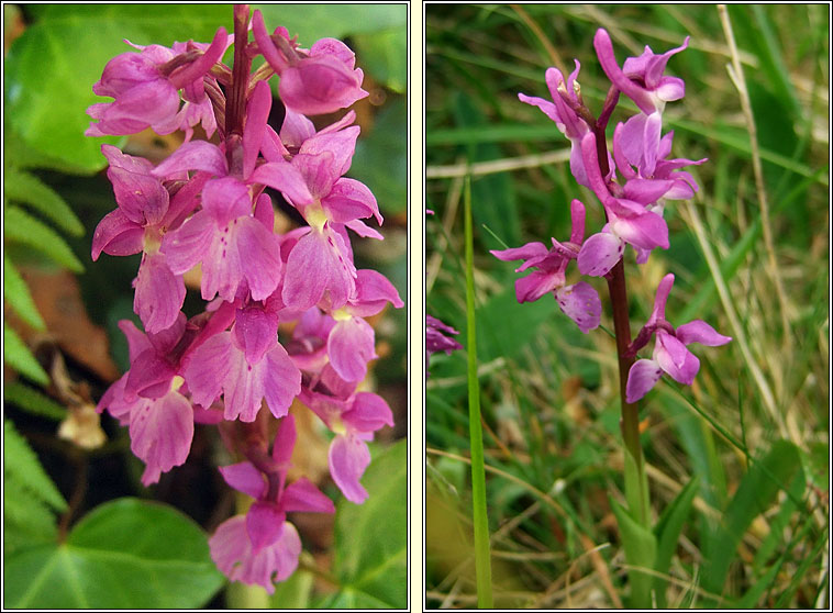 Early Purple Orchid, Orchis mascula, Magairl�n meidhreach