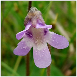 Common Butterwort, Pinguicula vulgaris, Bod�n measc�in