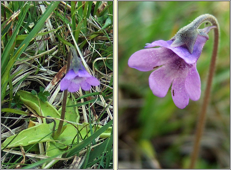 Common Butterwort, Pinguicula vulgaris, Bod�n measc�in