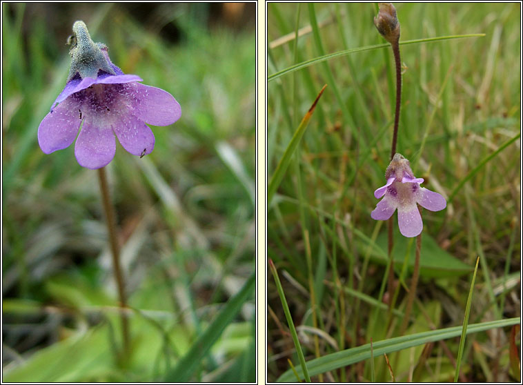 Common Butterwort, Pinguicula vulgaris, Bod�n measc�in