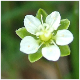 Heath Pearlwort, Sagina subulata, Mong�n m�na