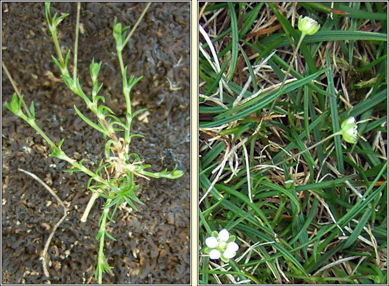 Heath Pearlwort, Sagina subulata, Mong�n m�na