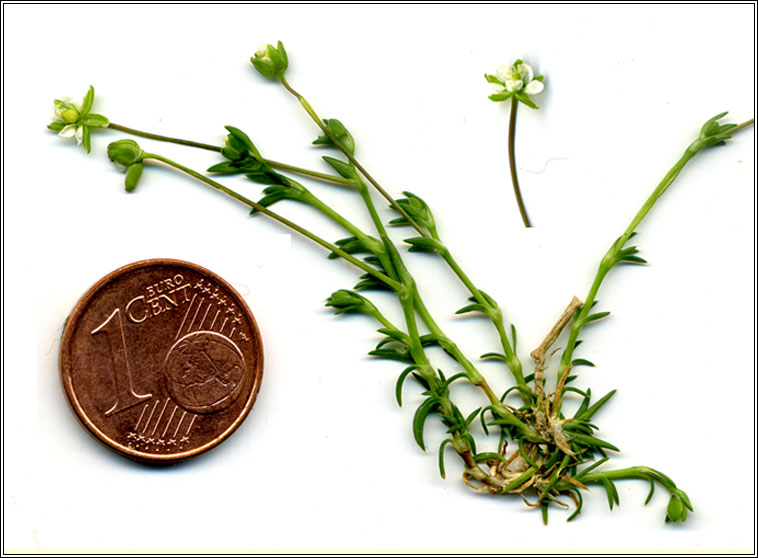 Heath Pearlwort, Sagina subulata, Mong�n m�na