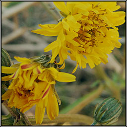 Beaked Hawk's-beard, Crepis vesicaria, Lus c�r�in gobach
