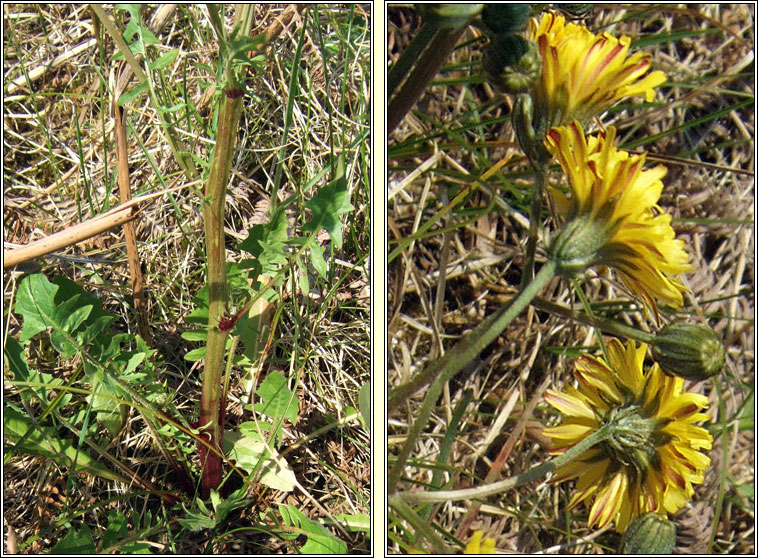 Beaked Hawk's-beard, Crepis vesicaria, Lus c�r�in gobach