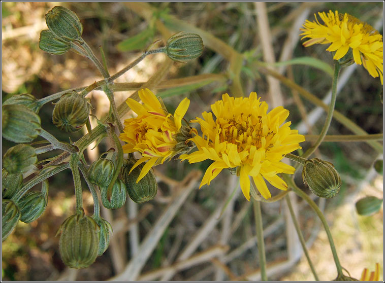 Beaked Hawk's-beard, Crepis vesicaria, Lus c�r�in gobach