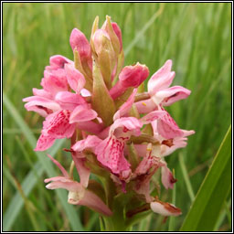 Early Marsh Orchid, Dactylorhiza incarnata, Magairl�n m�r