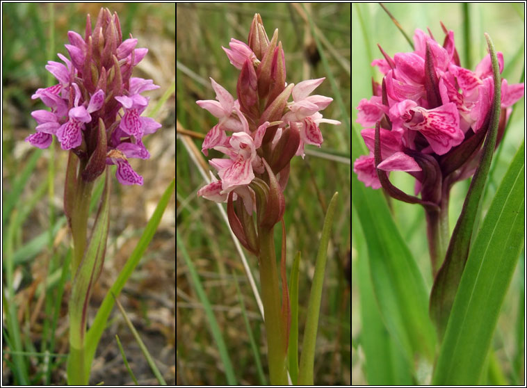 Early Marsh Orchid, Dactylorhiza incarnata, Magairl�n m�r