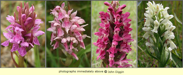 Early Marsh Orchid, Dactylorhiza incarnata, Magairl�n m�r