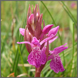 Narrow-leaved Marsh-orchid, Dactylorhiza traunsteinerioides, Magairl�n caol