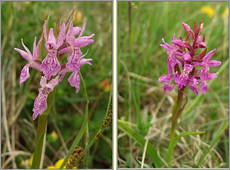 Narrow-leaved Marsh-orchid, Dactylorhiza traunsteinerioides, Magairl�n caol