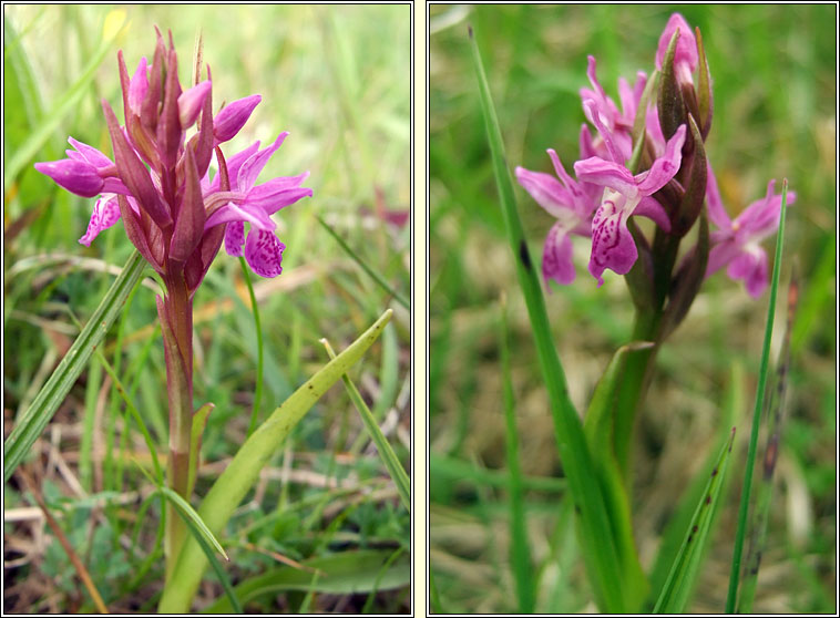 Narrow-leaved Marsh-orchid, Dactylorhiza traunsteinerioides, Magairl�n caol