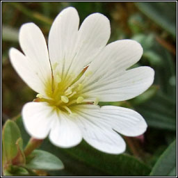 Field Mouse-ear, Cerastium arvense, Cluas luch�ige mh�in�ir