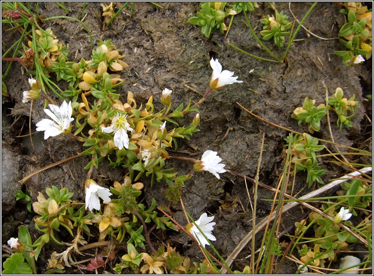 Field Mouse-ear, Cerastium arvense, Cluas luch�ige mh�in�ir