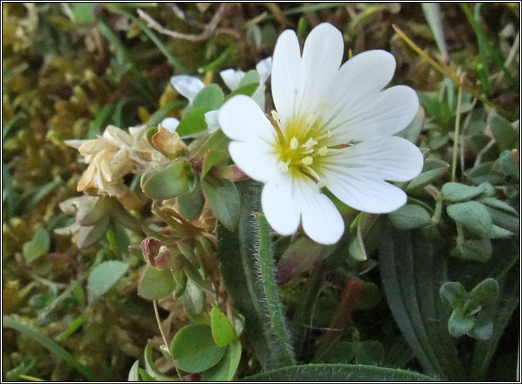 Field Mouse-ear, Cerastium arvense, Cluas luch�ige mh�in�ir