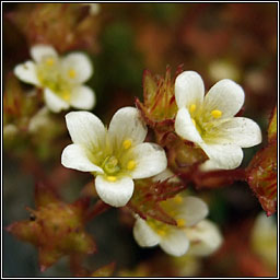 Irish Saxifrage, Saxifraga rosacea, M�r�n gaelach