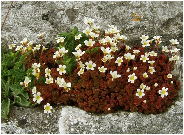 Irish Saxifrage, Saxifraga rosacea, M�r�n gaelach