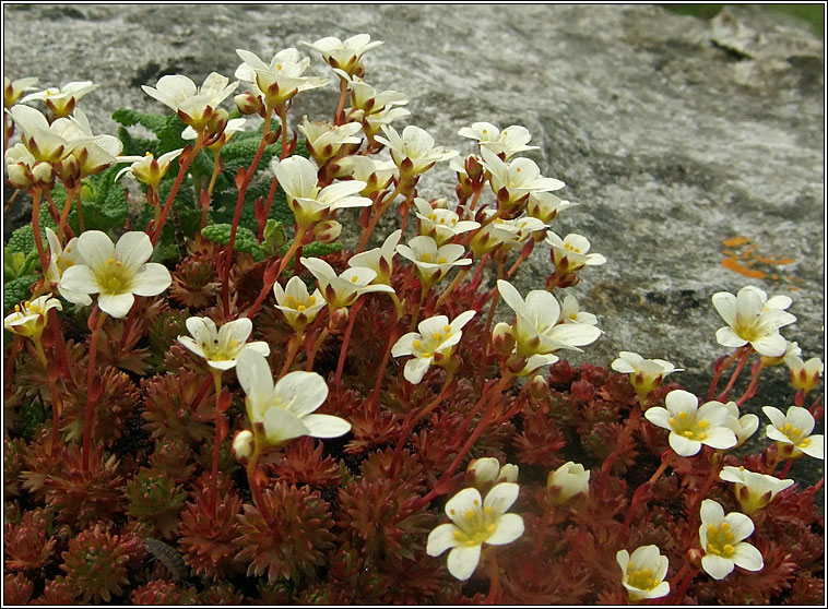 Irish Saxifrage, Saxifraga rosacea, M�r�n gaelach