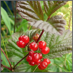 Stone Bramble, Rubus saxatilis, S� na mban m�n