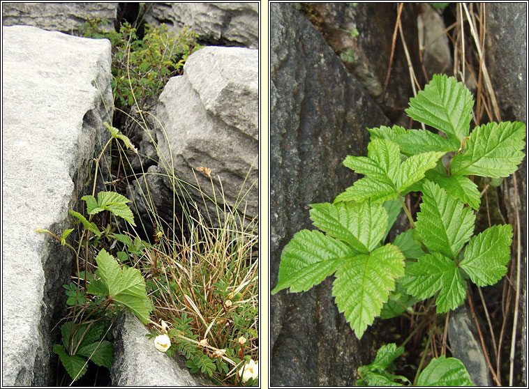 Stone Bramble, Rubus saxatilis, S� na mban m�n