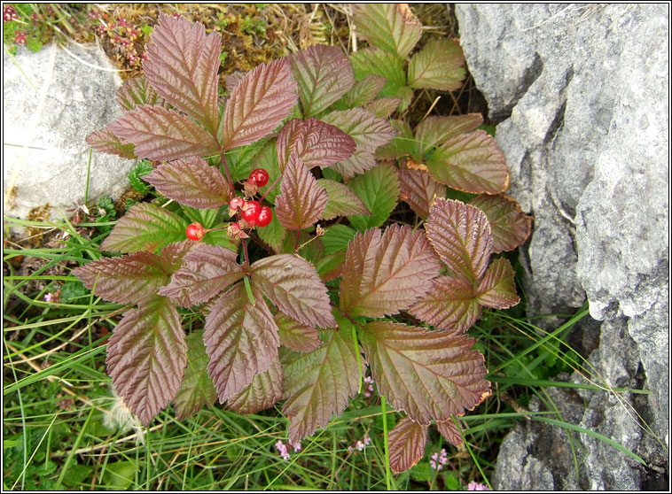 Stone Bramble, Rubus saxatilis, S� na mban m�n