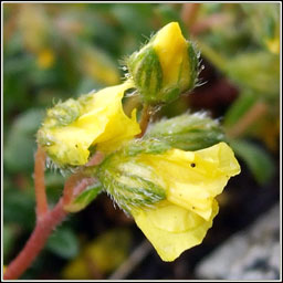 Hoary Rock-rose, Helianthemum oelandicum, Grianr�s liath