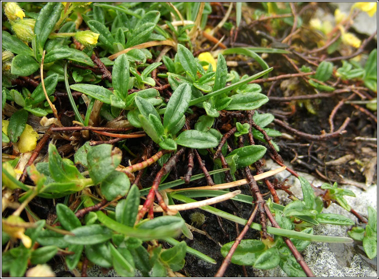 Hoary Rock-rose, Helianthemum oelandicum, Grianr�s liath