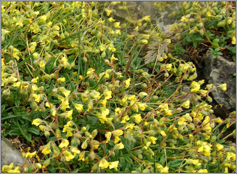 Hoary Rock-rose, Helianthemum oelandicum, Grianr�s liath