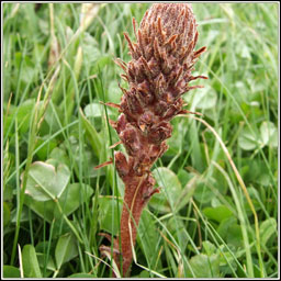 Common Broomrape, Orobanche minor, M�ch�g bheag