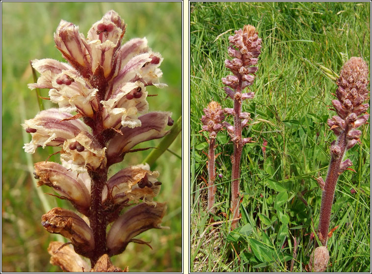Common Broomrape, Orobanche minor, M�ch�g bheag