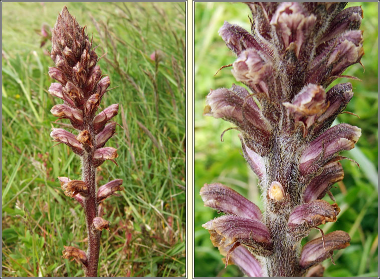 Common Broomrape, Orobanche minor, M�ch�g bheag