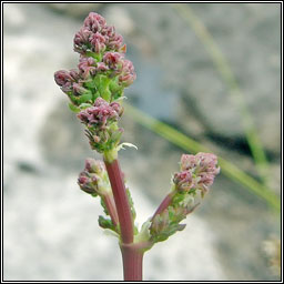Lesser Meadow-rue, Thalictrum minus, R� l�ana beag