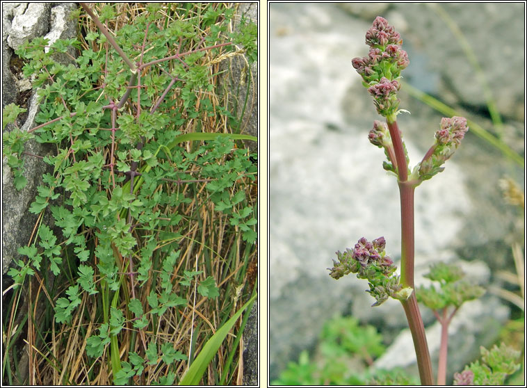 Lesser Meadow-rue, Thalictrum minus, R� l�ana beag