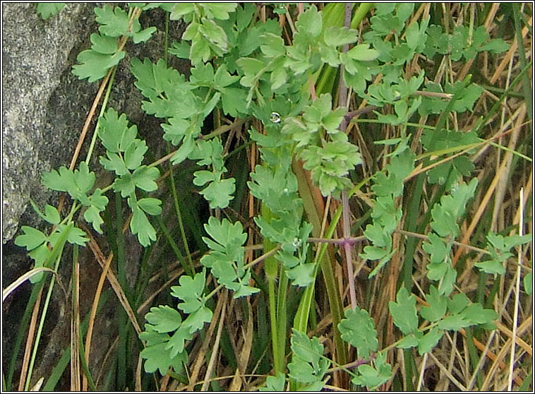 Lesser Meadow-rue, Thalictrum minus, R� l�ana beag